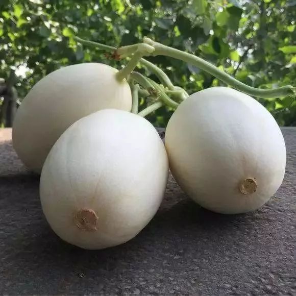脆梨甜瓜
