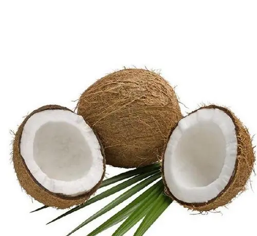 毛椰