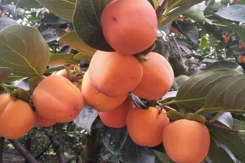 火葫芦柿子