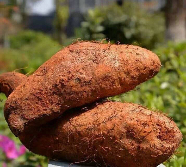 秤砣山药
