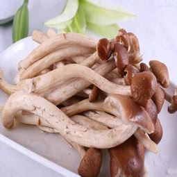 鲜茶树菇